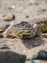 Obraz premium lizard on the rocks