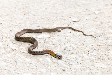Red-necked Keelback on a rural concrete road. nonvenomous snake People who do not know this kind of snake will be afraid. Poor snakes are killed or hit by cars, with space to for text.