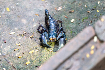 selective focus large black scorpion on the ground in front of the house during the rainy season Poisonous insects during the rainy season. Warning concept. danger from poisonous animals