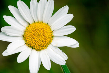 Fototapeta premium Daisy flower macro photo