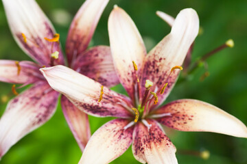 Red white decorative lily flowers
