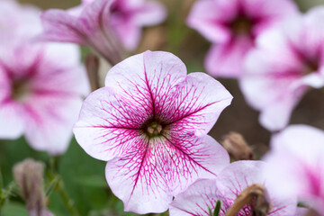 Pink petunia flowers, close-up photo