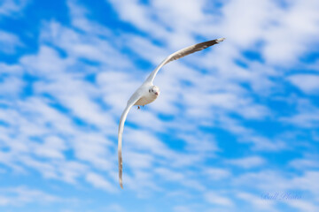 Seagull