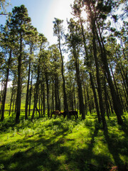 Fototapeta premium forest in the morning