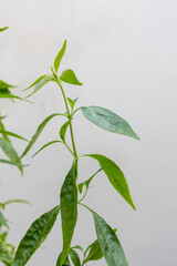 Herb Plant, Andrographis paniculata plant organic farm at Thailand