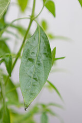 Herb Plant, Andrographis paniculata plant organic farm at Thailand