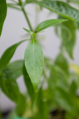 Fototapeta na wymiar Herb Plant, Andrographis paniculata plant organic farm at Thailand
