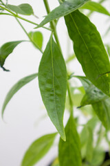 Herb Plant, Andrographis paniculata plant organic farm at Thailand