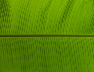 Beautiful tropical banana leaf texture background. Green banana leaf background with copy specs for...