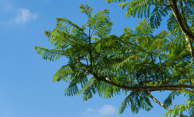 Close-up fresh leaves Jacaranda (Jacaranda mimosifolia) trees in Public landscape park 'Krasnodar'...