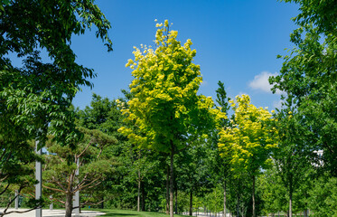 Landscape with norway maple (Acer platanoides) Princeton Gold with bright leaves in public landscape city park 'Krasnodar' or 'Galitsky park'.