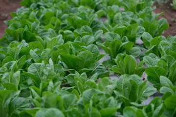Organic vegetables. fresh cos lettuce in the farm. fresh organic cos lettuces vegetable. concept organic agriculture farm harvest in Thailand, South east Asia.