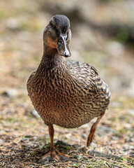 duck