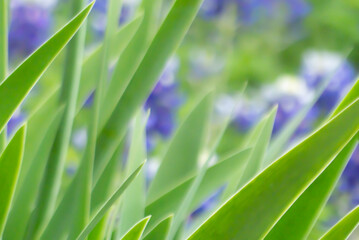 blurred effect nature background: iris leaves and bluebonnet flowers cropped abstraction