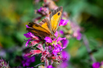 Orange/brown butterfly on a pink flower