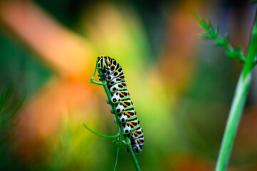 caterpillar sitting on a plant