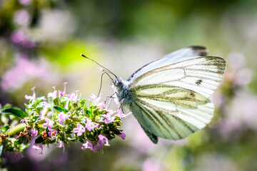 A white butterfly on a flower