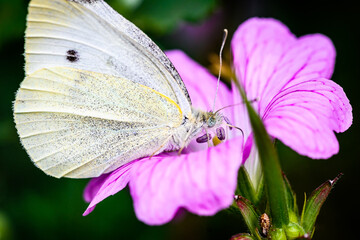 White butterfy on flower