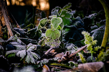 A frozen thistle at sunset