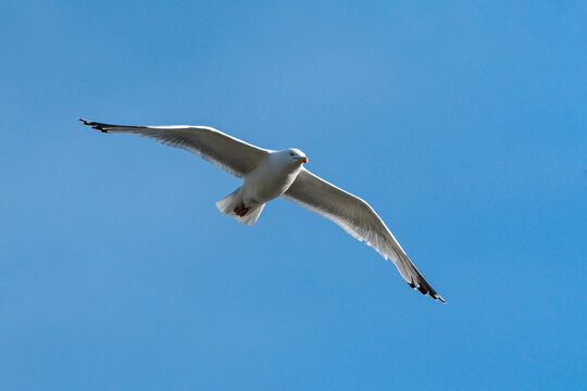 Common Gull (Larus canus) seagull bird in flight flying in the UK with a clear blue sky and copy space, stock photo image
