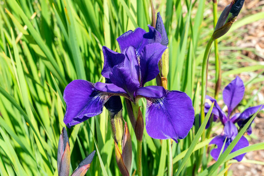 Iris sibirica 'Caesars Brother' a summer flowering plant with a purple summertime flower commonly known as Siberian flag, stock photo image