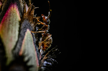 Closeup of an ant sitting on a flower
