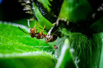 Closeup of an ant sitting on a flower