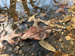 fallen leaves and puddle with reflection of tree trunks and branches on wet pavement of small stones in concrete
