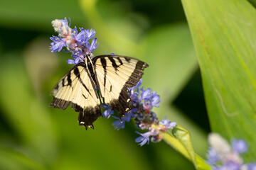 Tiger Swallowtail butterfly perched on a purple wildflower