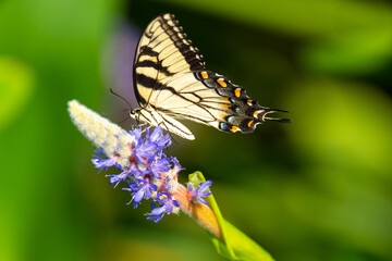 Tiger Swallowtail butterfly perched on a purple wildflower
