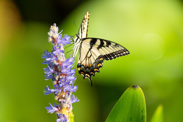 Tiger Swallowtail butterfly perched on a purple wildflower