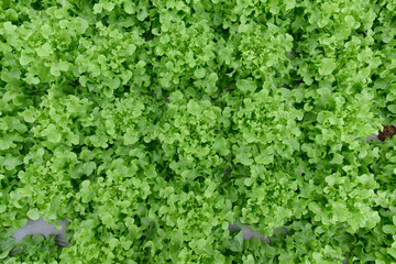 top view Beautiful organic green oak lettuce, cos lettuce or Salad vegetable garden on the soil growing, Concept Harvesting Agricultural Farming. organic agriculture farm in Thailand.