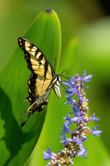 Tiger Swallowtail butterfly perched on a purple wildflower