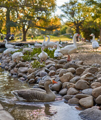 A flock of ducks walking beside a lake on rocks on a sunny day in autumn in Argentina. horizontal