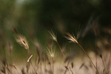 Obraz premium spikelet