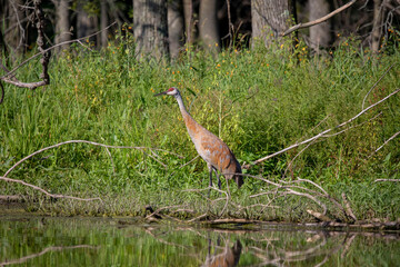 The sandhill crane (Antigone canadensis) on the swamp