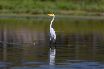 The snowy egret (Egretta thula) , small white heron on the marsh.