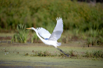 The snowy egret (Egretta thula) , small white heron 