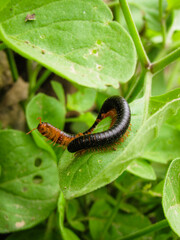green caterpillar on a leaf