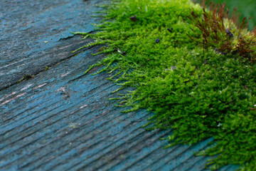 Green bench overgrown with moss