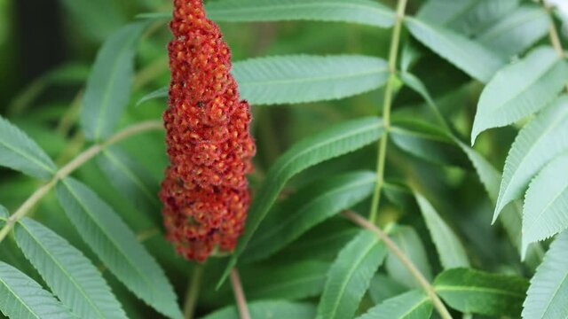 red velvet fruit cone flower of staghorn sumac reindeerium vinegar tree rhustyphina with green leaves. floral tropical background