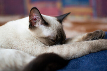 Cute young siamese cat sleeping indoors 