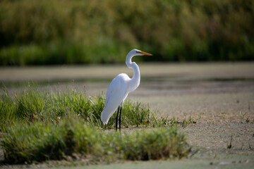 The snowy egret (Egretta thula) , small white heron on the marsh.