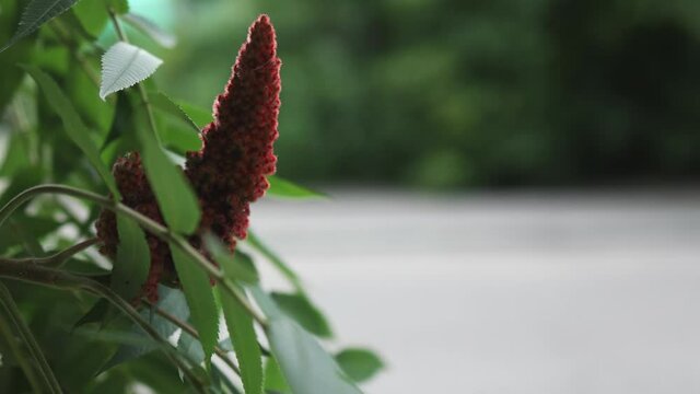 red velvet fruit cone flower of staghorn sumac reindeerium vinegar tree rhustyphina with green leaves. floral tropical background