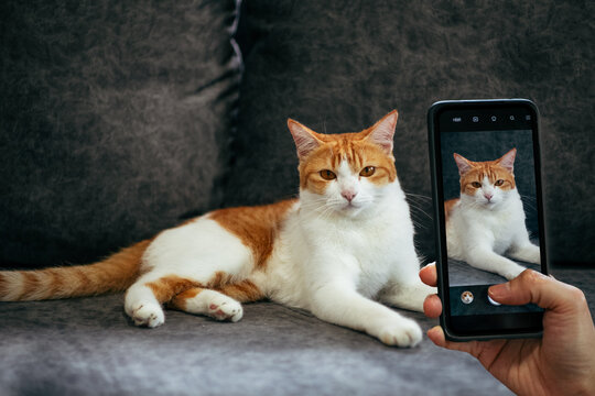 An orange-white cat is sleeping on a gray sofa for people to take pictures from a vertical mobile phone.