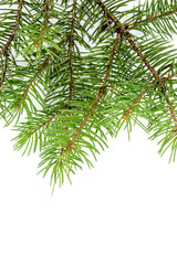 A branch of a fir tree on a white background. Abstract background and copy space