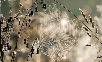 spider web close up on blurred background with bokeh