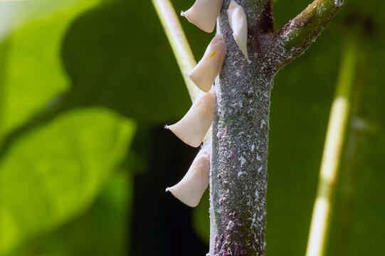 Scirpophaga innotata, a species of moth in the family Crambidae, a plant pest in the tropics
