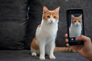 An orange-white cute short-haired cat is sitting on a gray sofa for people to take pictures from...