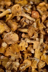 Girolles